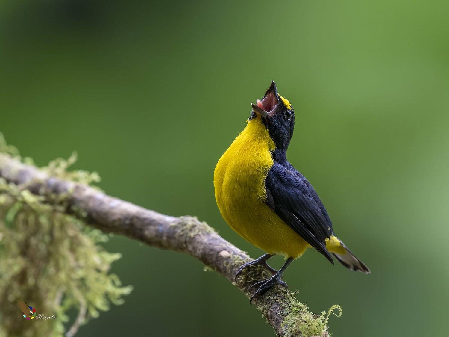 , Fernando Burgalin Sequeira