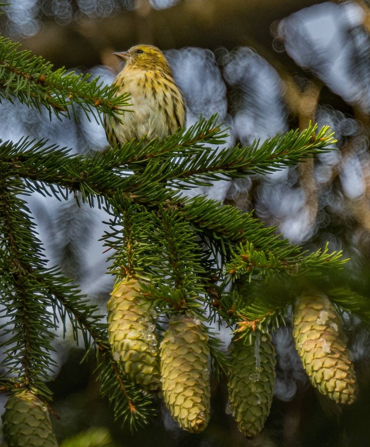 , Курлянцев Алексей