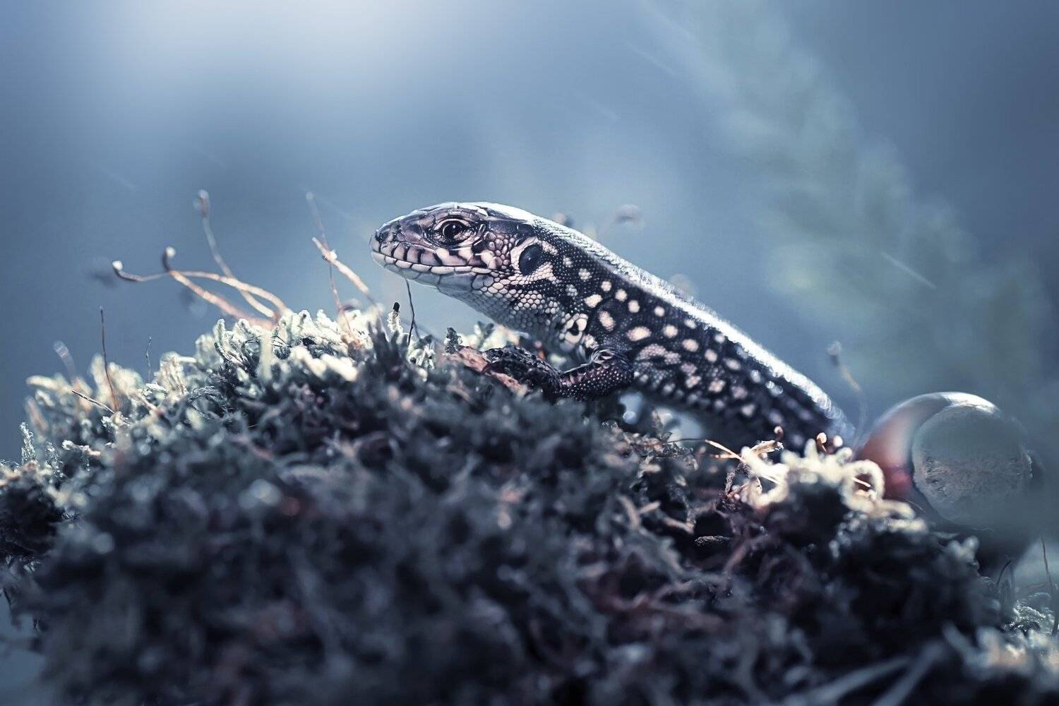 , Лапшина Владлена