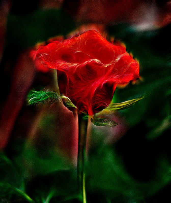 Розочка фото превью