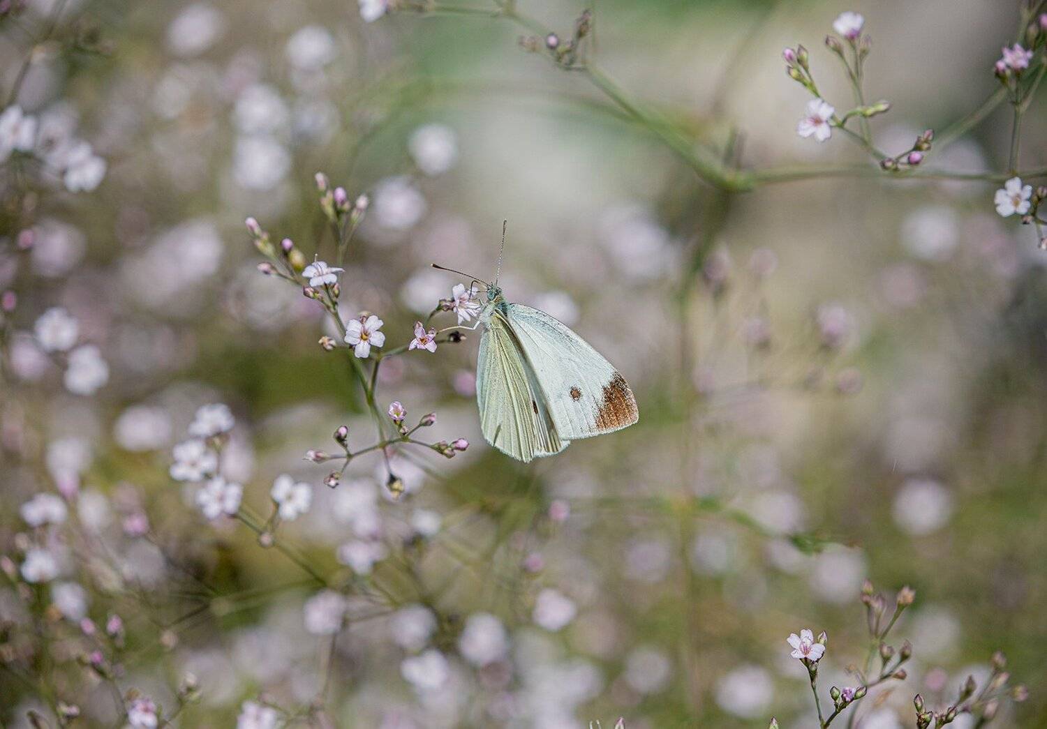 белянка, Евгений Слободской
