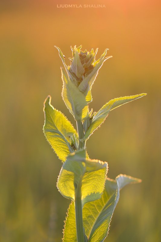 Девясил фото превью