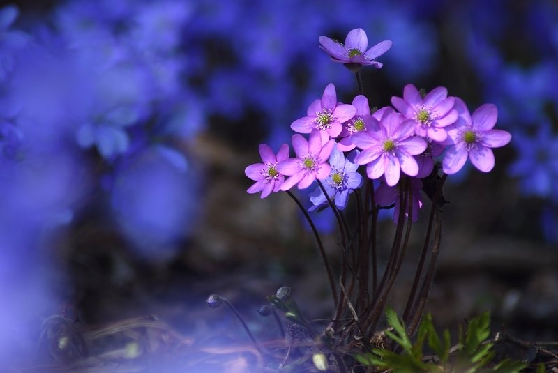 *** фото превью