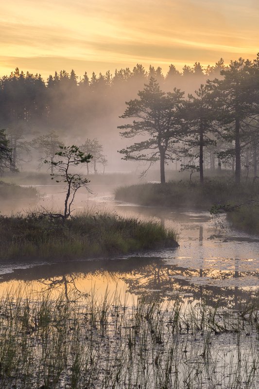 ленинградская область, ленобласть Золотистый рассвет фото превью