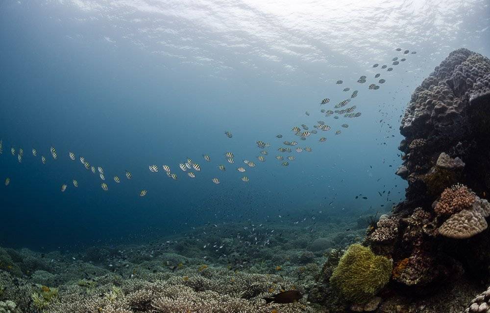 reef, fish, Андрей Савин