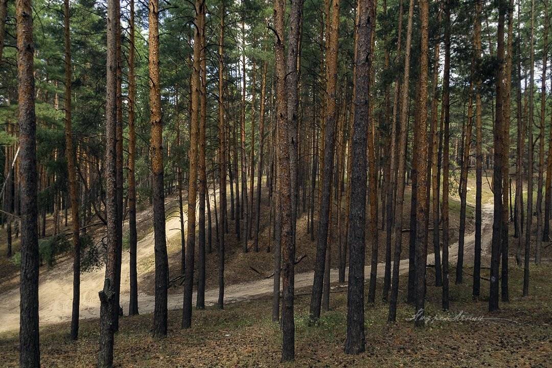 , Андрей Ляпин