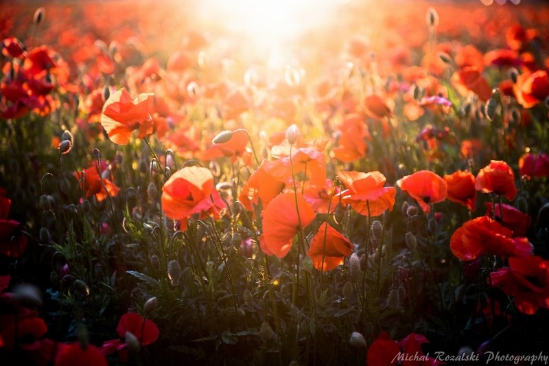poppies, ,meadow, ,flowers, ,sunlight, ,light, ,nature, ,spring, ,season, Poppies bathing in the light of setting sun. фото превью