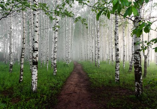 Утренняя свежесть в берёзовой роще . 