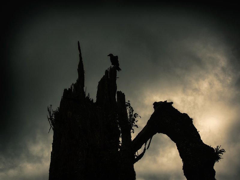 Ночной дозор фото превью