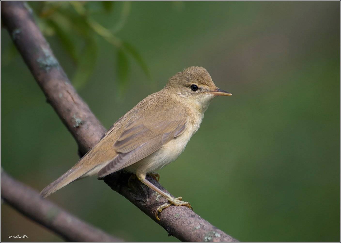 птица,камышовка, Александр Чувилин