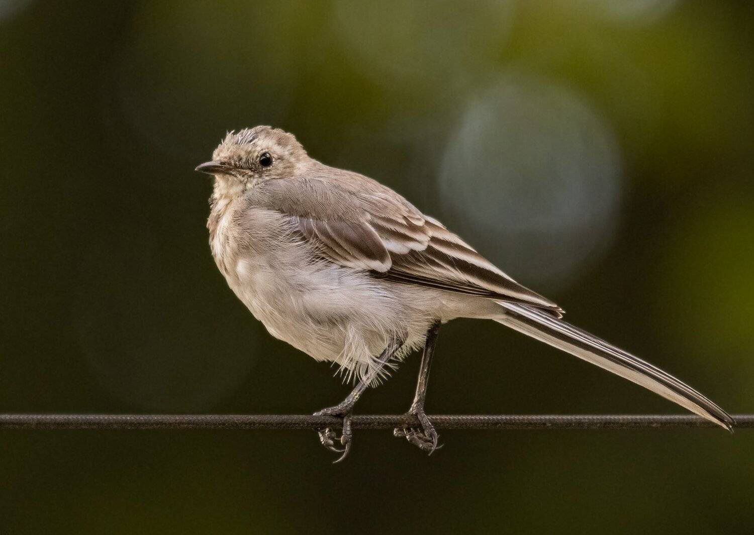 , Курлянцев Алексей