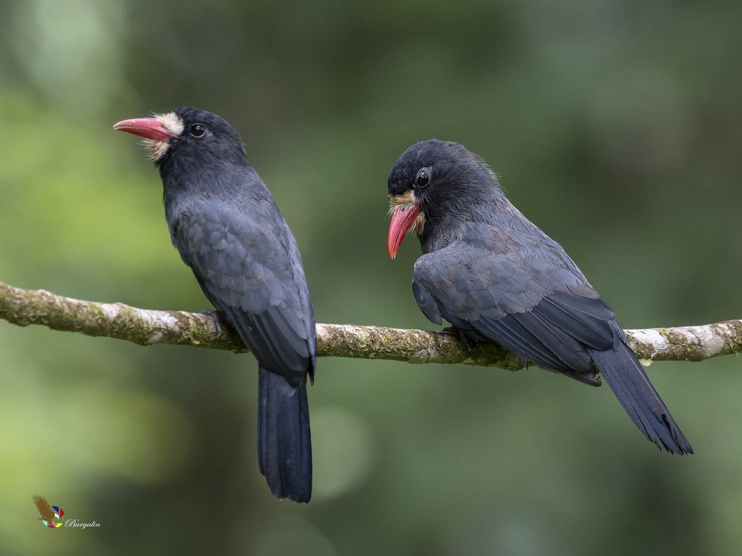 , Fernando Burgalin Sequeira