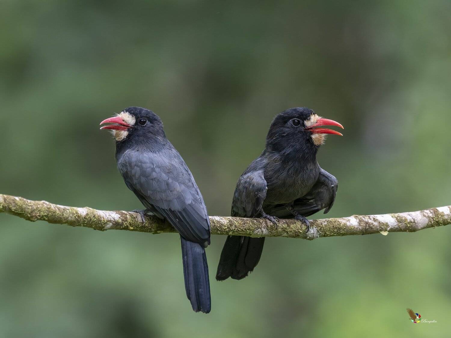 , Fernando Burgalin Sequeira