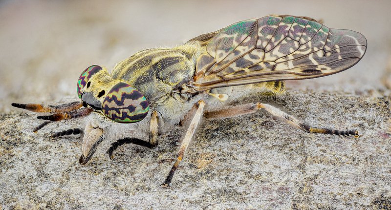 Horse fly фото превью