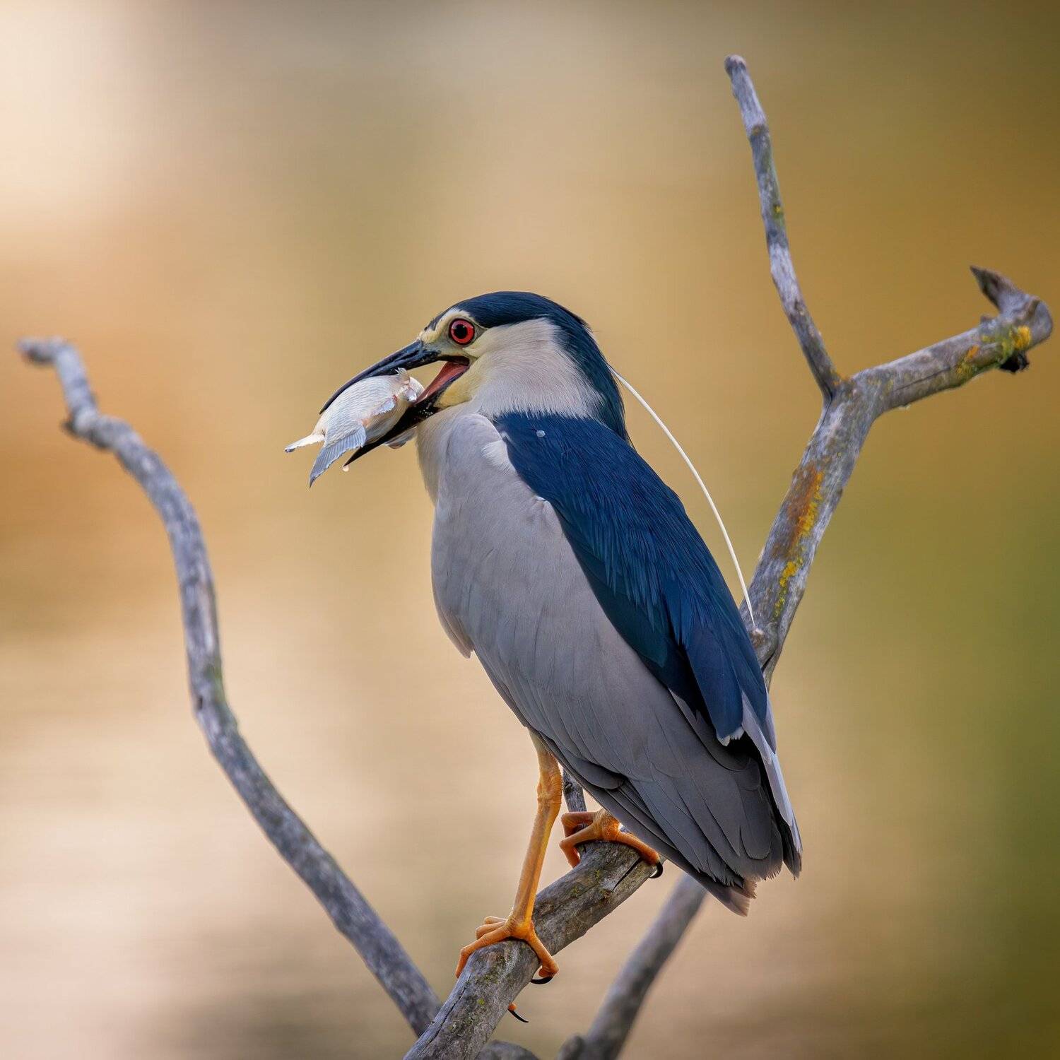 , Alexander Plekhanov