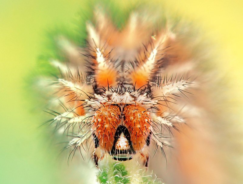 Колючий портрет фото превью