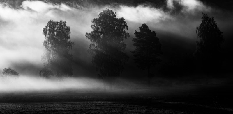 Misty forest фото превью