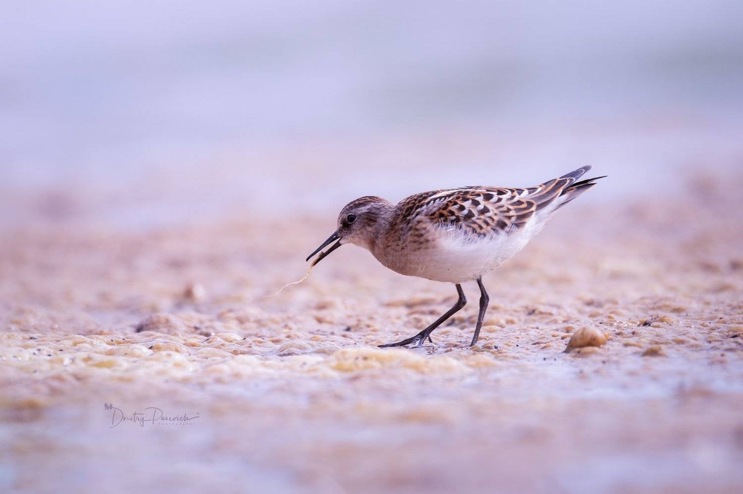 природа, лес, поля, огороды, животные, птицы, макро, Дмитрий Посевич