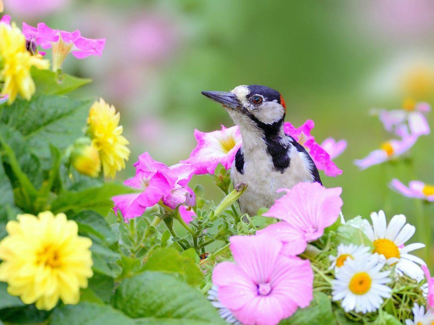 природа, фотоохота, пестрый дятел, птицы, животные, цветы, лето, vladilenoff