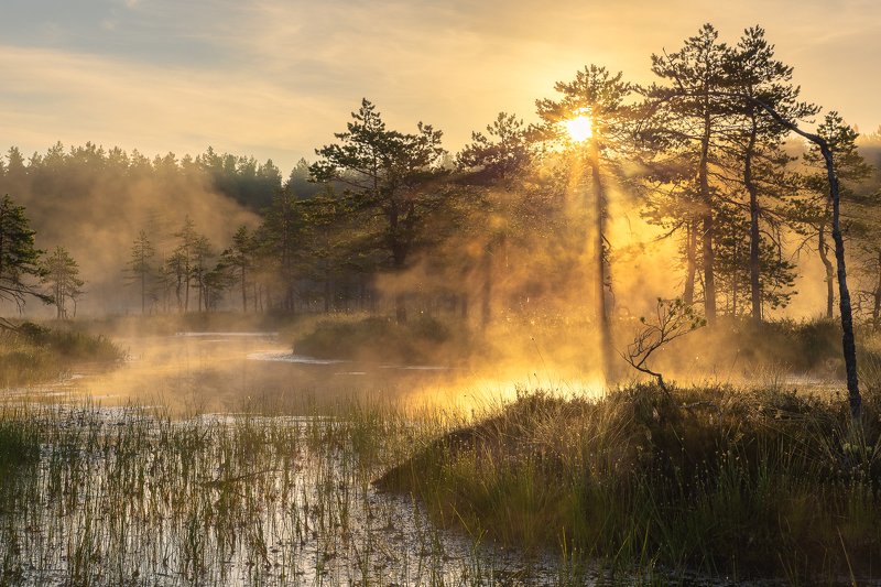 ленинградская область, ленобласть Утро фото превью