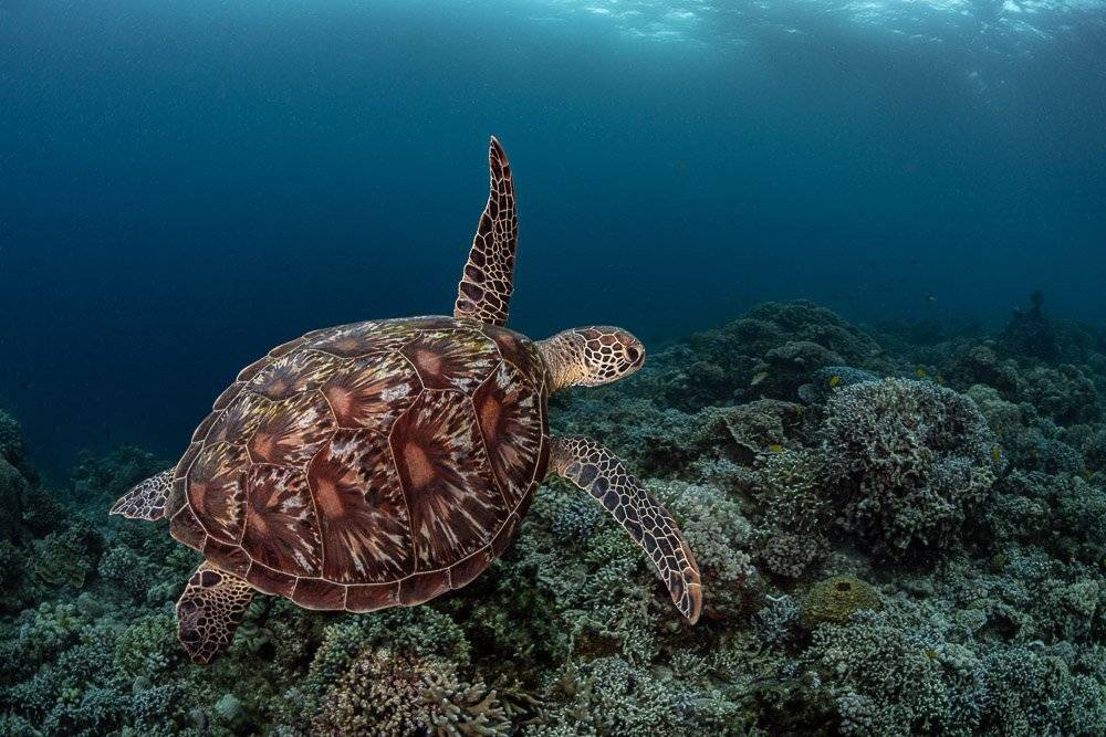 turtle, Андрей Савин
