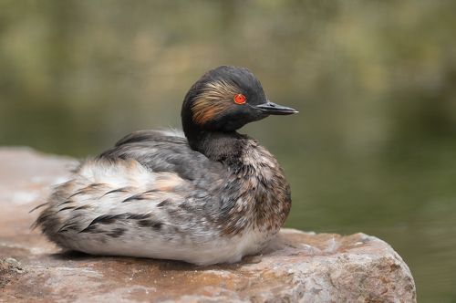 Black necked grebe