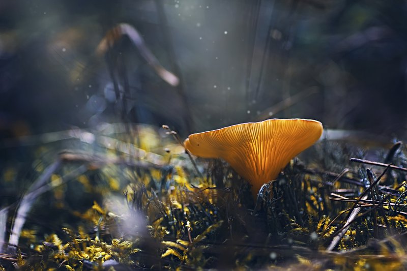 свет,трава,блик,природа,гриб,мох,листва,пыль *** фото превью