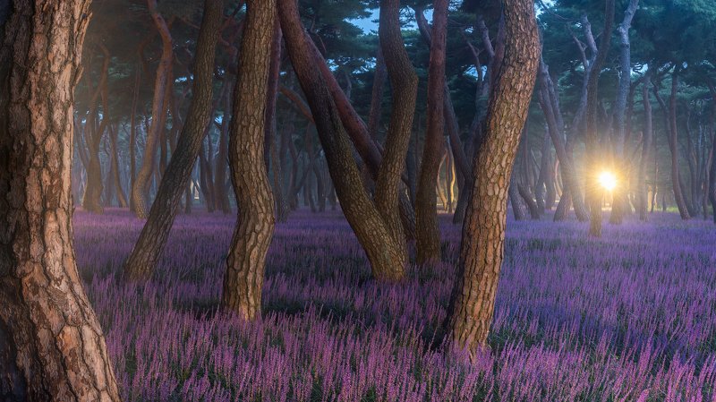 Purple stage