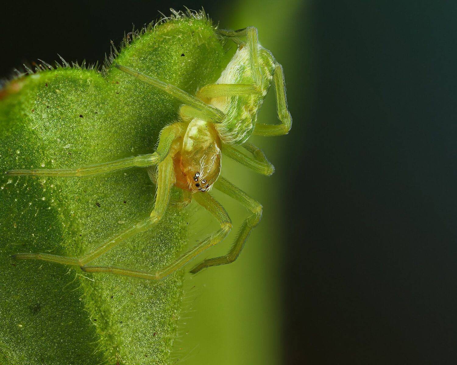 макро,природа,животное,паук,растение,лист,зеленый,синий,цвет, Андрей Шаповалов