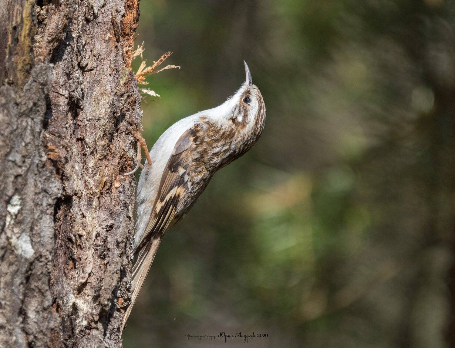пищуха, Юрий Андреев