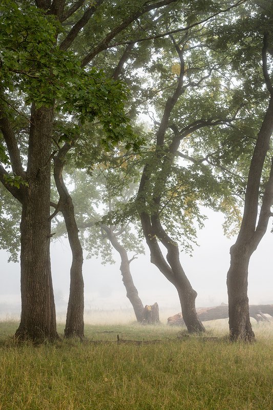 природа утро туман деревья У края леса фото превью