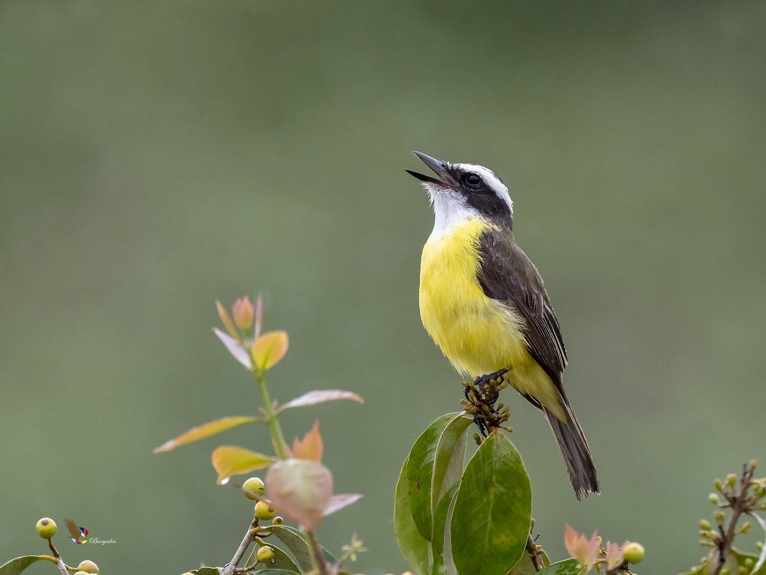 , Fernando Burgalin Sequeira