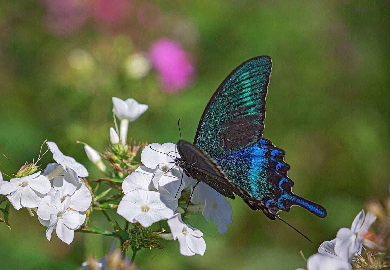 бабочка, , парусник, маака, papilio, maackii, Евгений Слободской