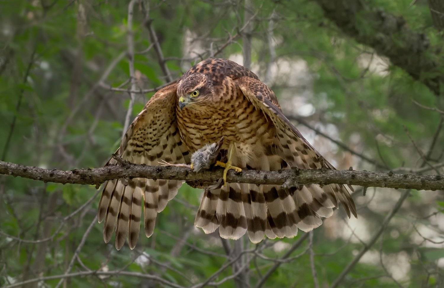 птица, ястреб, добыча,, Марина Мочалова