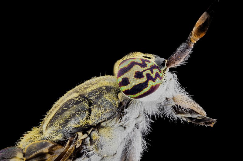 Horse fly фото превью