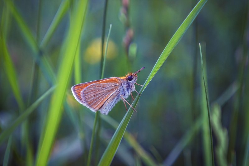 helios-44m-6, manual lens, мануальная оптика,  beautiful, красивый, moment, момент, nature, природа,  wildlife,  summer, лето, летняя, blade of grass, травинка, meadow, луг, glade, поляна,  butterfly, бабочка, moth, мотылек, Рыжая, пушистая - но не белка :) фото превью