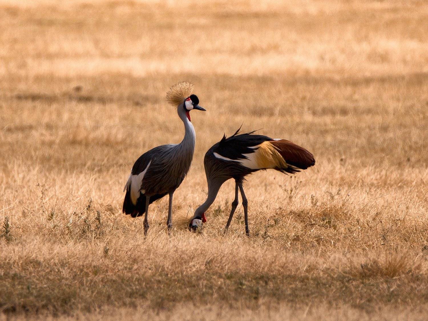 , Рашид Усманов