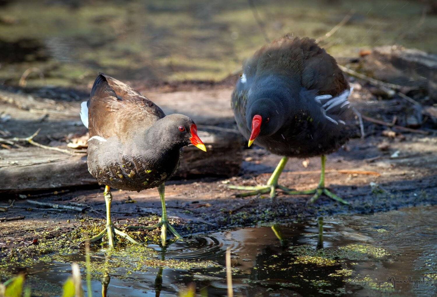 камышница, болотная курочка, пастушок, болото, Юрий Андреев