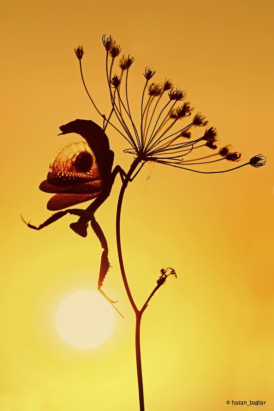 #prayingmantis#dancing#sunset#kungfu#upsidedown#macro#silhouette#cyprus Upsidedown фото превью