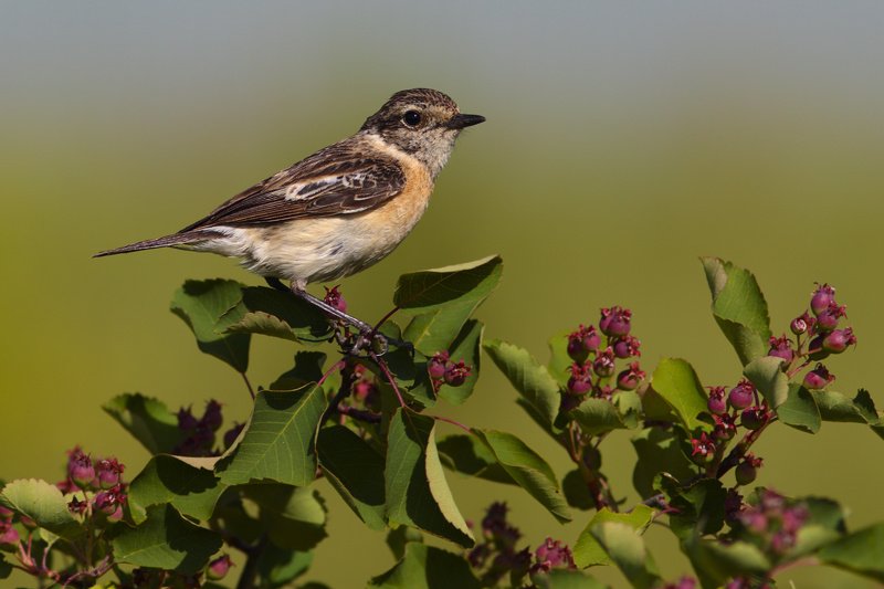 чеканка фото превью