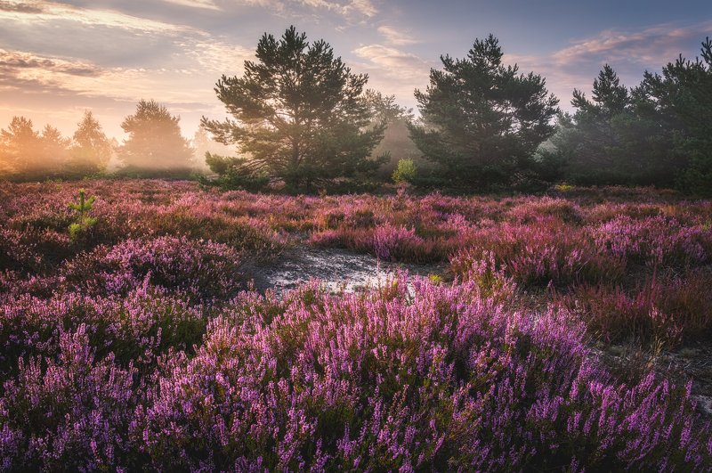 Moor in the morning фото превью