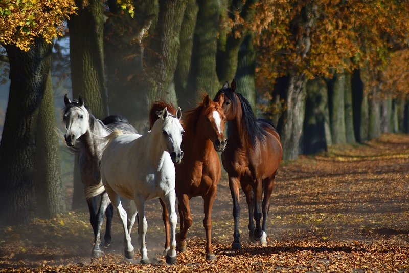 Autumn фото превью