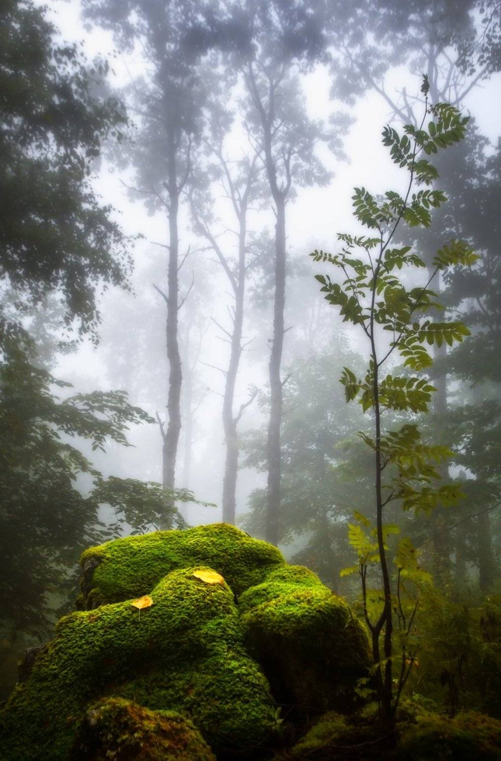 , Vyacheslav Lozhkin