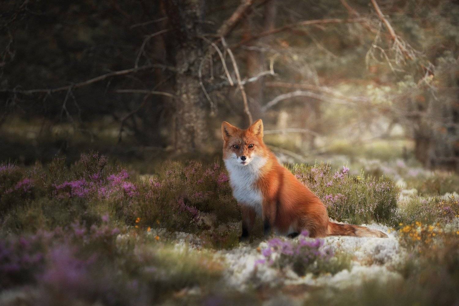 , Наталия Поникарова