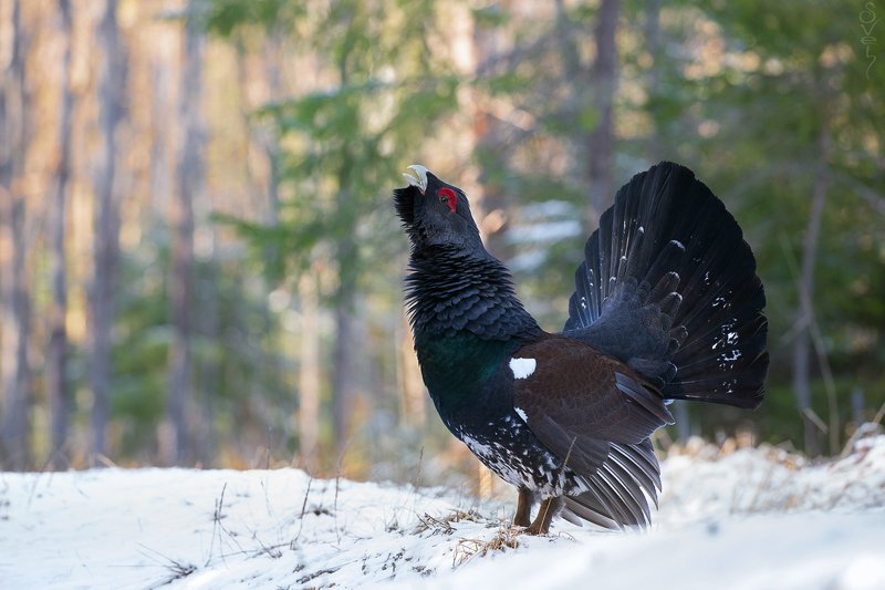 глухарь, глухариный ток глухарь фото превью