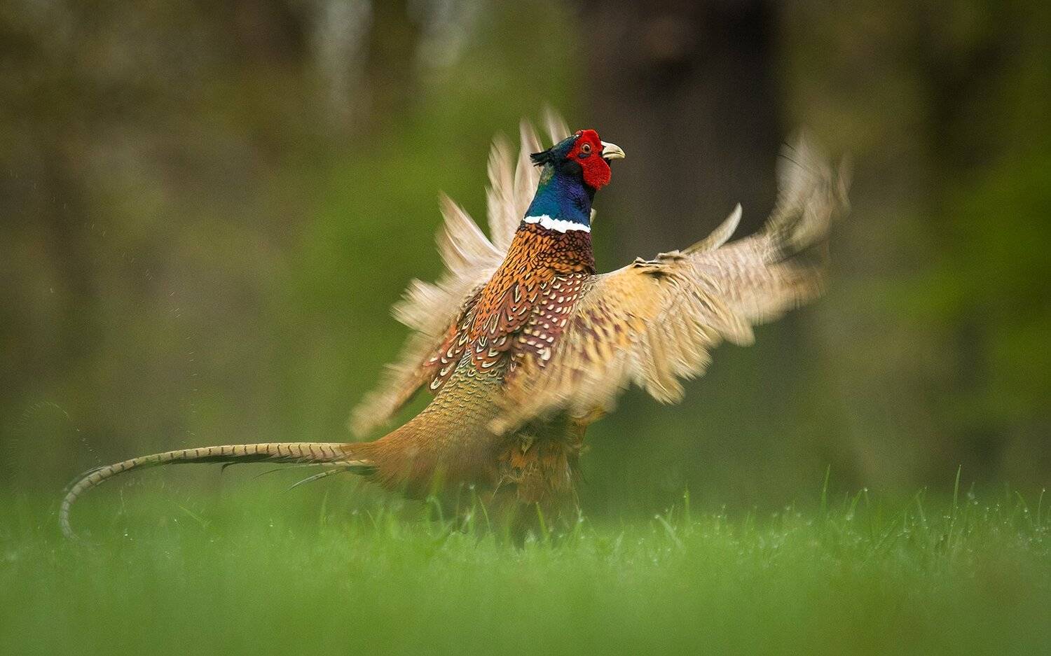 Pheasant. Автор: Robert Adamec , Robert Adamec