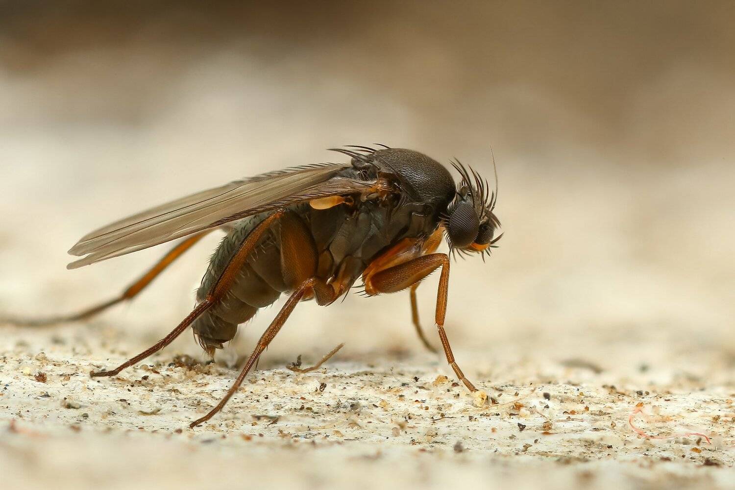 природа,макро,насекомое,животное,муха,цвет,белый, Андрей Шаповалов