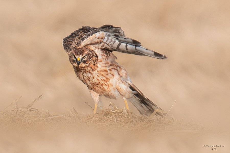 , Валерий Субачев