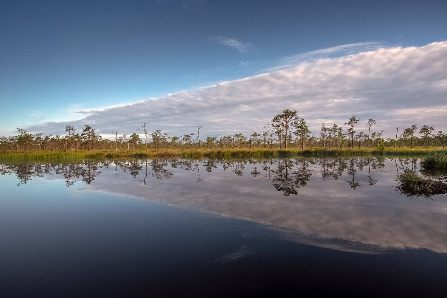 , Елена Маковоз