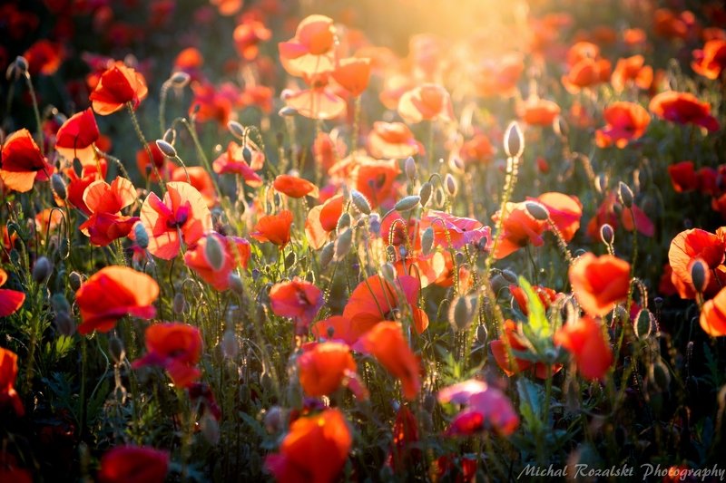 meadow, ,poppies, ,flowers, ,light, ,sunlight, ,sunrays, ,landscape, ,spring, ,season, , Spring meadow фото превью